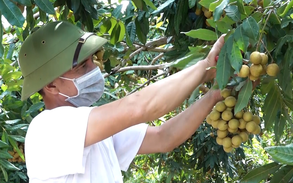 Trồng cây ăn quả hữu cơ, hướng phát triển nông nghiệp bền vững ở Sơn La