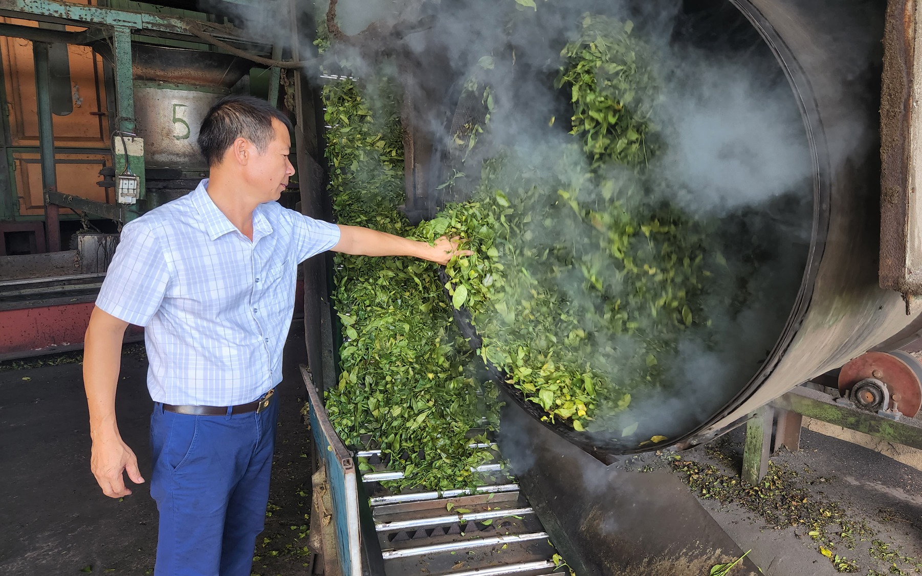 Sao chè thu tiền tỷ, giám đốc HTX ở Lai Châu là nông dân Việt Nam xuất sắc