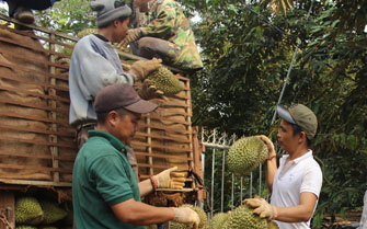 Sầu riêng "sốt giá", nông dân Đắk Lắk làm đủ cách không ngờ để chống trộm