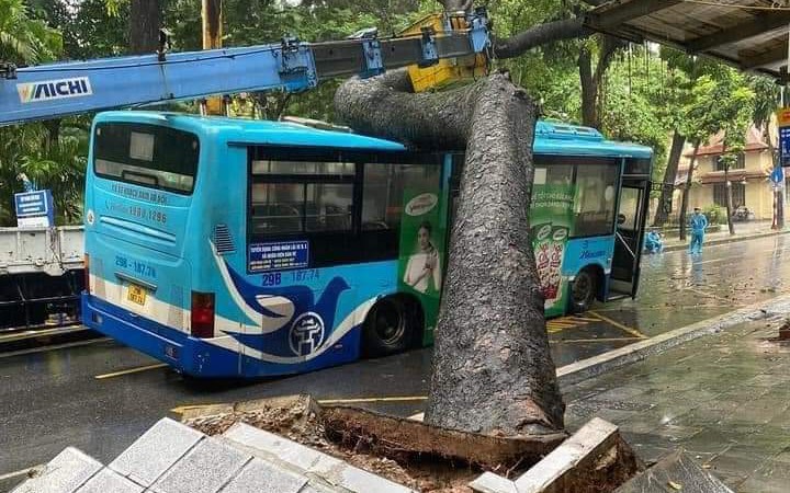 Video: Lời kể nhân chứng vụ cây cổ thụ bật gốc, đổ đè trúng xe buýt ở Hà Nội