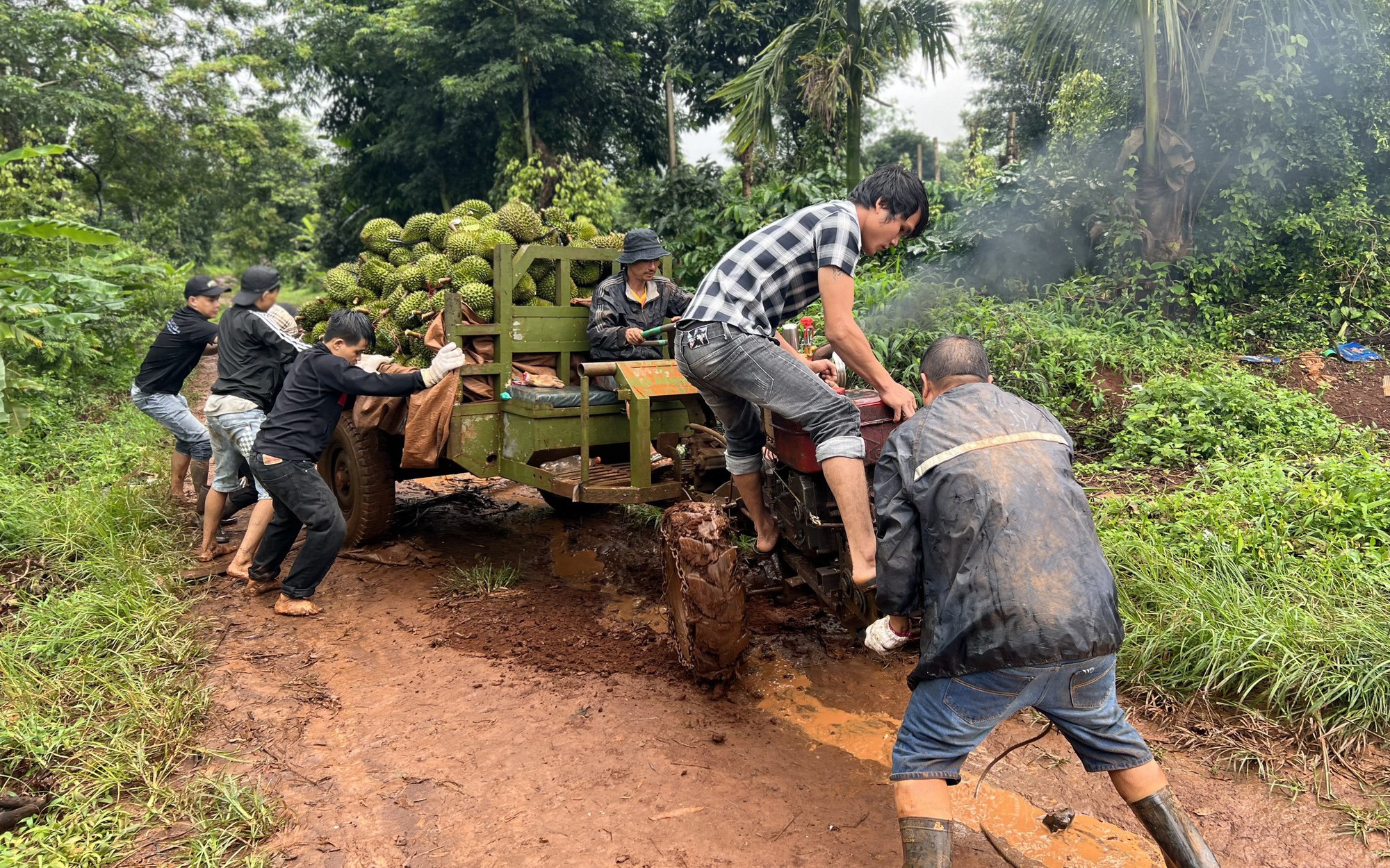 Cận cảnh người dân Đắk Lắk "vật lộn" với đường lầy vận chuyển sầu riêng mùa mưa bão 