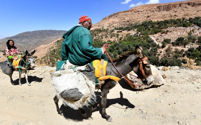 Những "anh hùng 4 chân" khắc phục hậu quả động đất khiến gần 3.000 người chết  tại Maroc