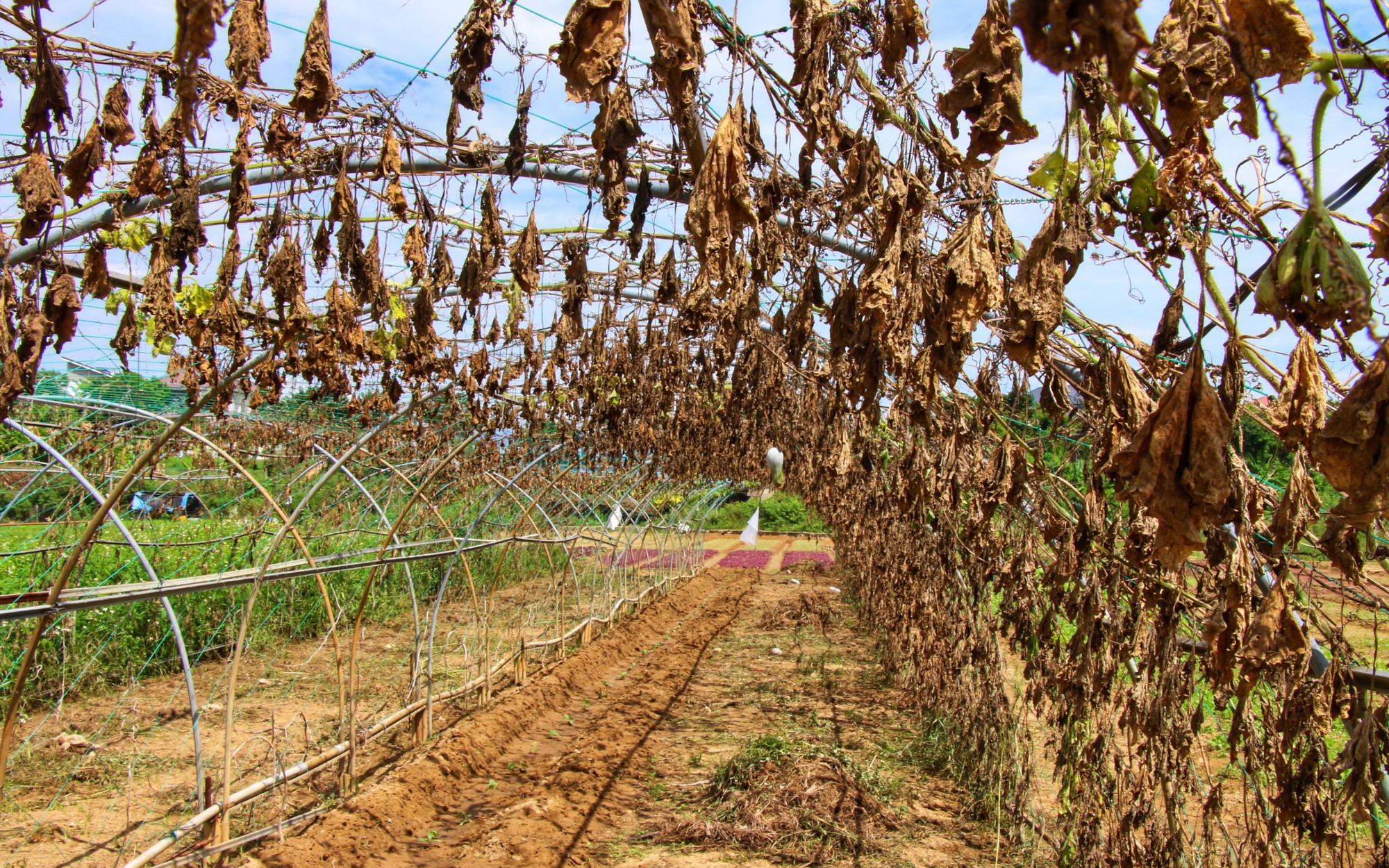 Cảnh tiêu điều, rau củ chết khô tại vùng rau sạch lớn nhất Đà Nẵng