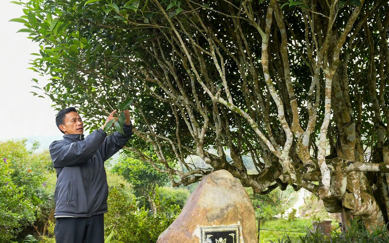 Cận cảnh cây chè Shan tuyết cổ thụ 500 năm tuổi đẹp nhất Việt Nam