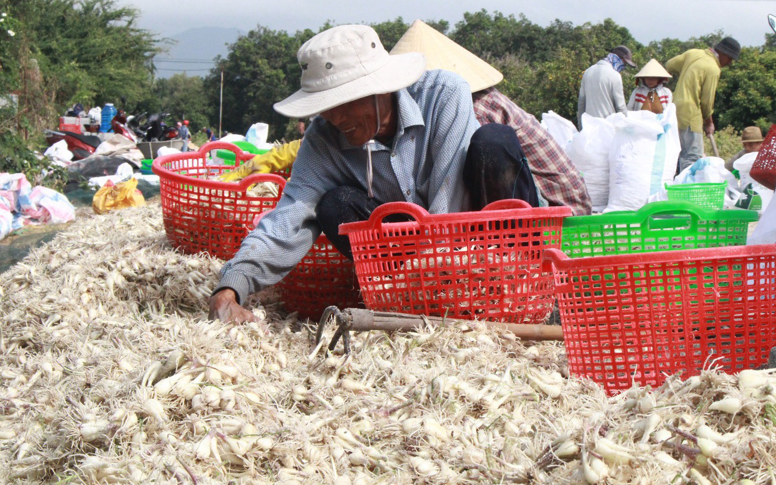 Kiệu Tết giảm hơn 10.000 đồng/kg, nông dân Khánh Hòa thất thu