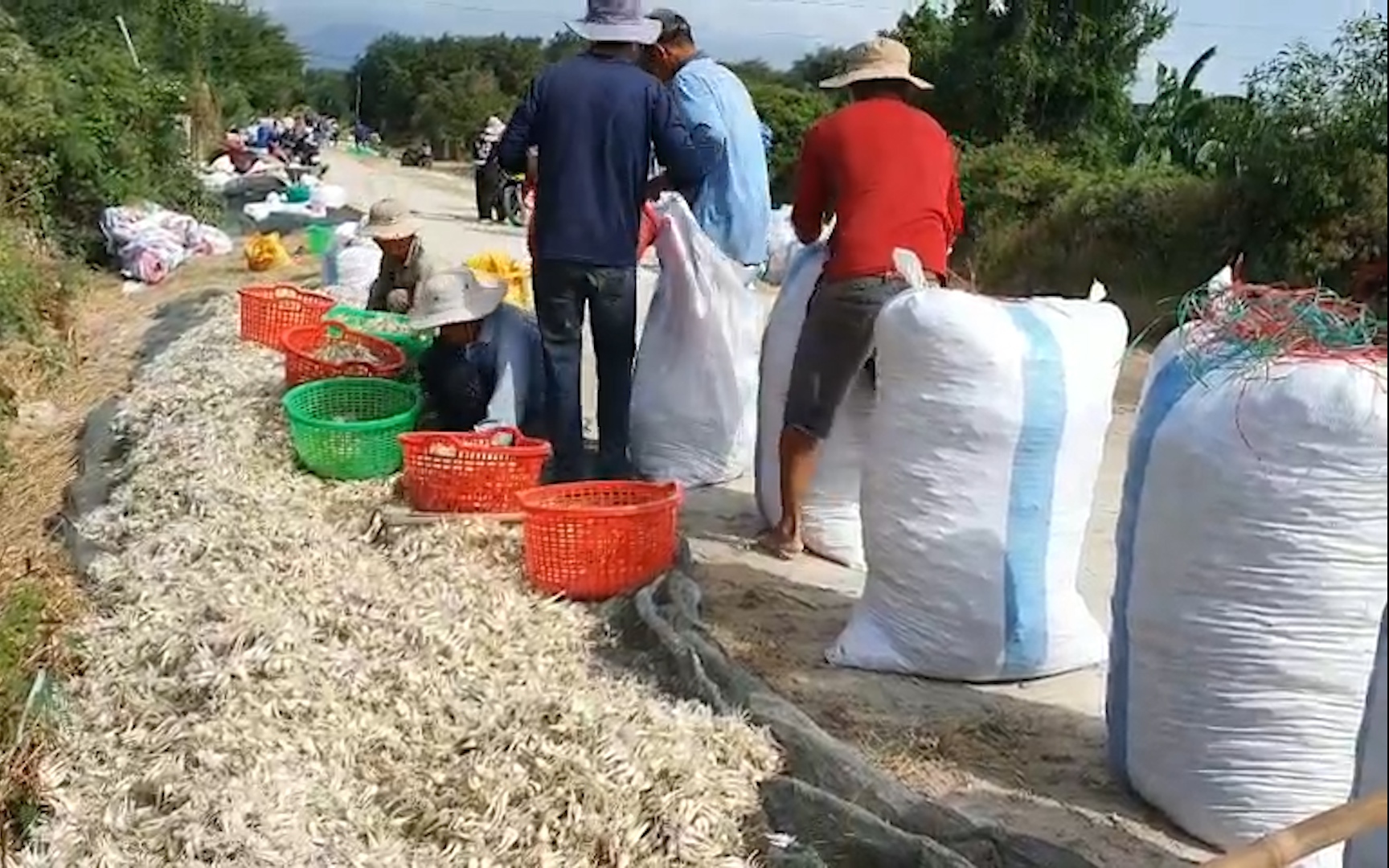 Nông dân Khánh Hòa lo "mất Tết” vì kiệu rớt giá thê thảm