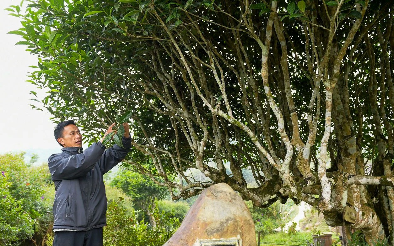 Ảnh ấn tượng tuần: Cây chè Shan tuyết 500 năm tuổi và dàn linh vật rồng tại Đà Nẵng