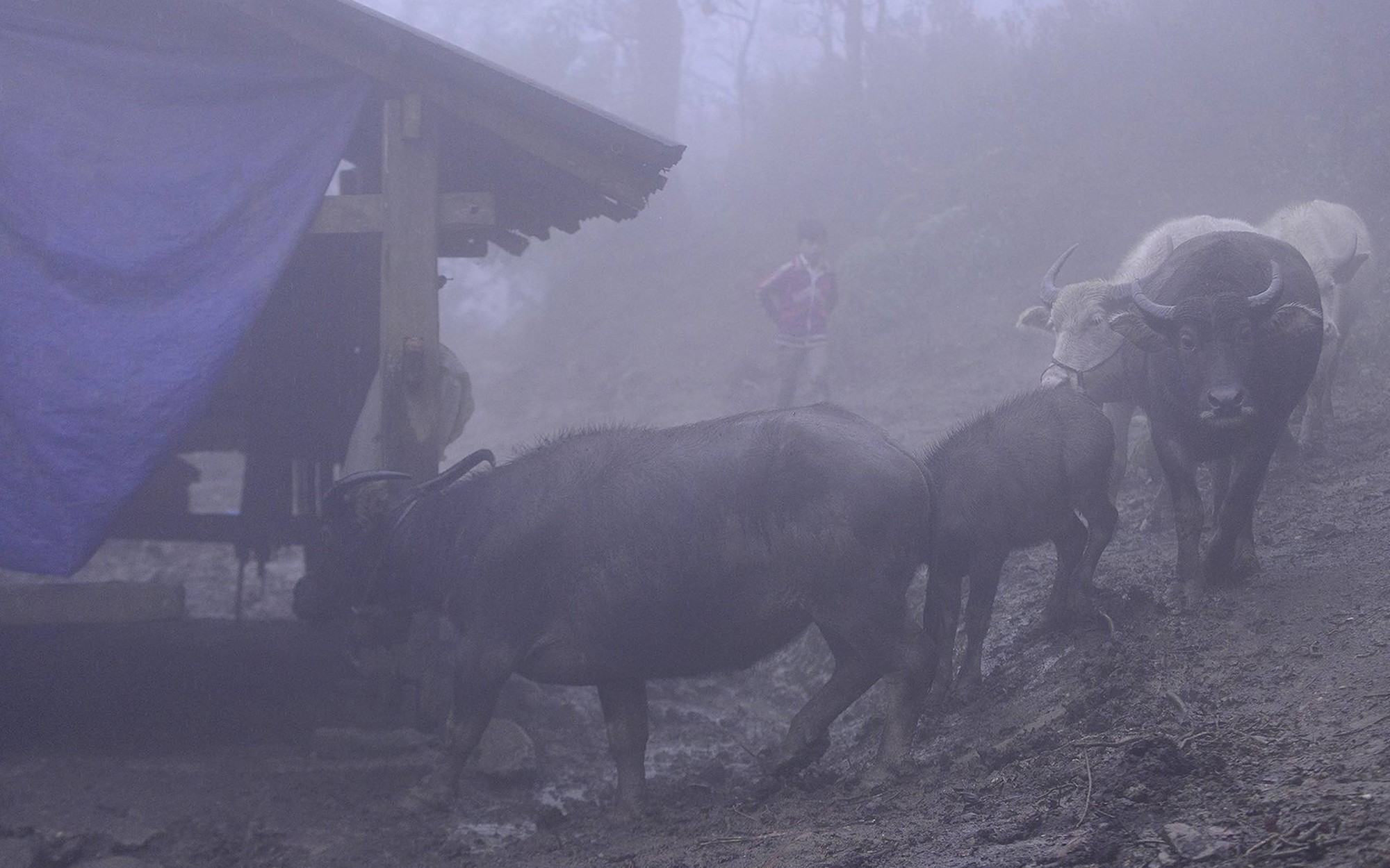 Hình ảnh báo chí 24h: Người dân vùng cao lùa trâu vào chuồng tránh rét