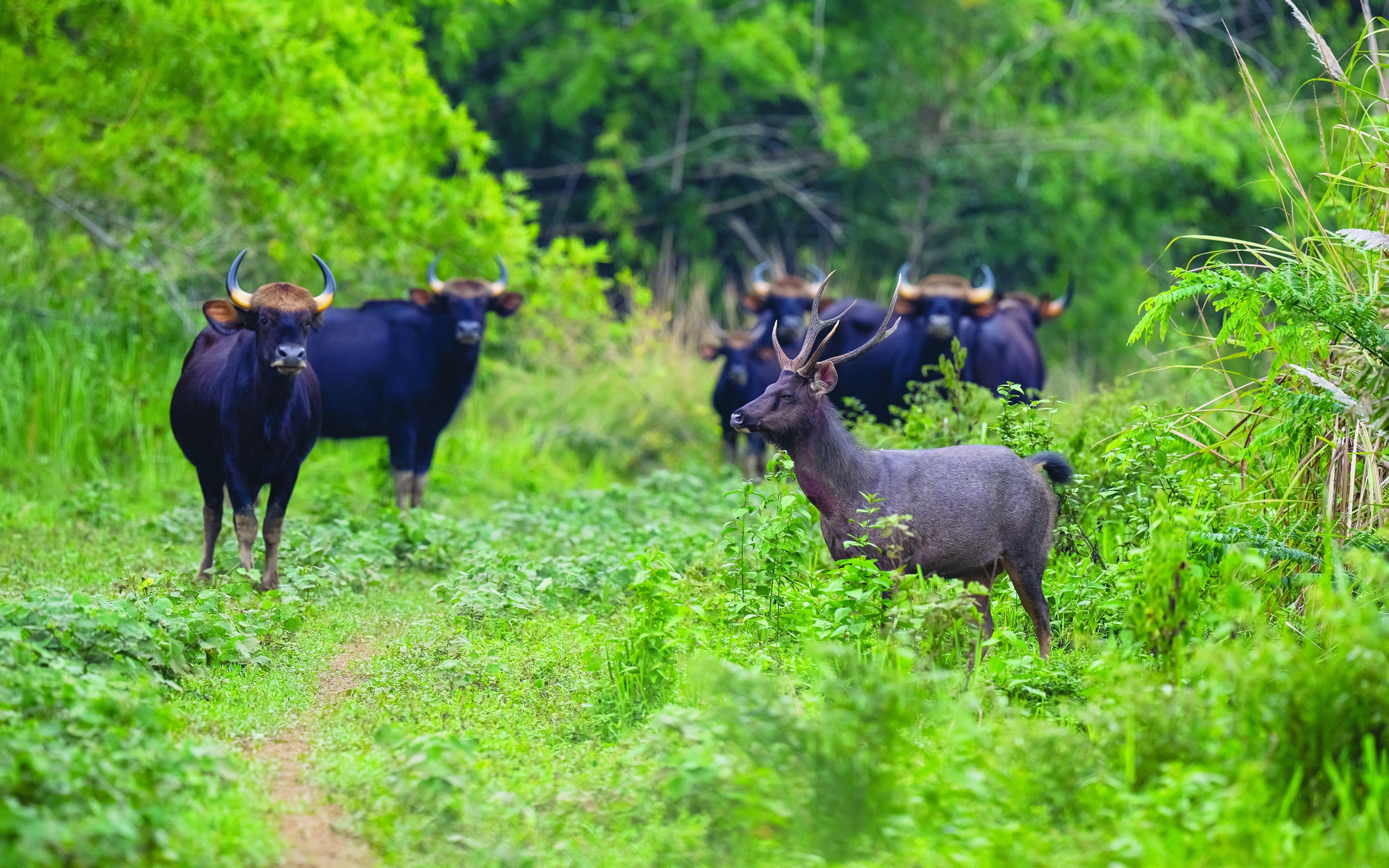 Khám phá vườn quốc gia Cát Tiên với hơn 1.700 loài động vật vô cùng đa dạng, phong phú