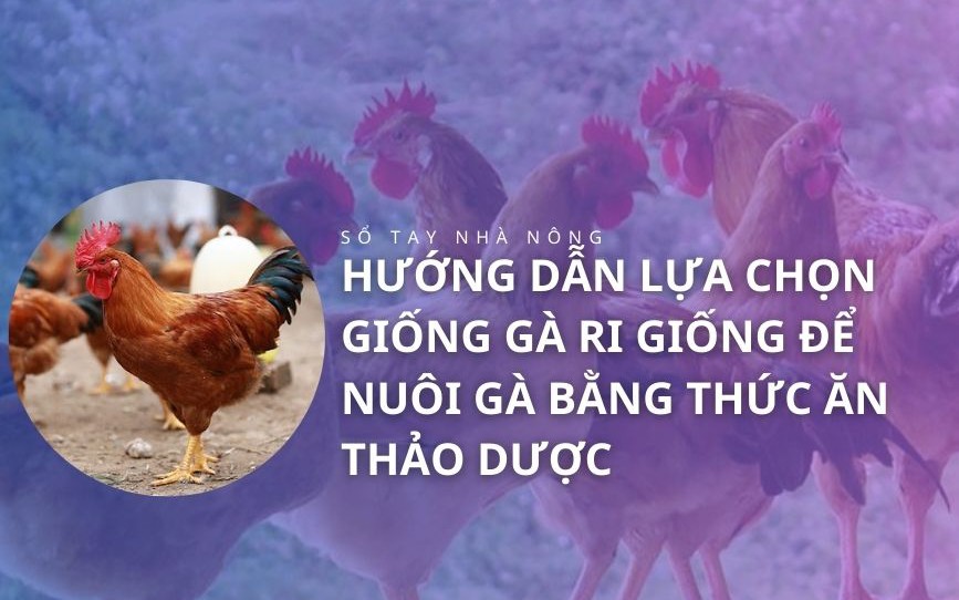SỔ TAY NHÀ NÔNG: Hướng dẫn lựa chọn giống gà Ri giống để nuôi gà bằng thức ăn thảo dược