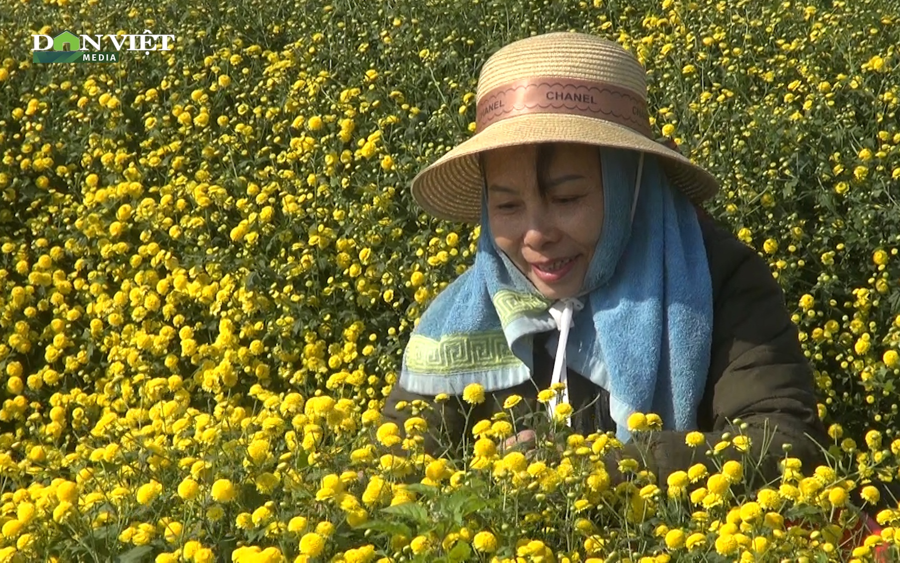 Video: Hoa cúc chi vào mùa vàng, bà con tất bật thu hái, bán giá 50.000 đồng/kg