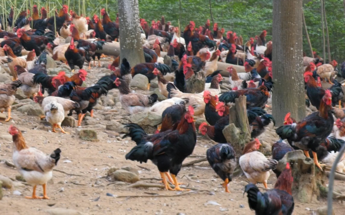 Một hợp tác xã ở Phú Thọ liên kết nông dân nuôi gà sinh học thả đồi thu hàng tỷ đồng mỗi năm
