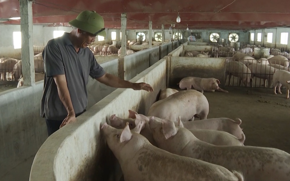 Lão nông thu nhập tiền tỷ từ nuôi lợn an toàn sinh học và mô hình trang trại VAC