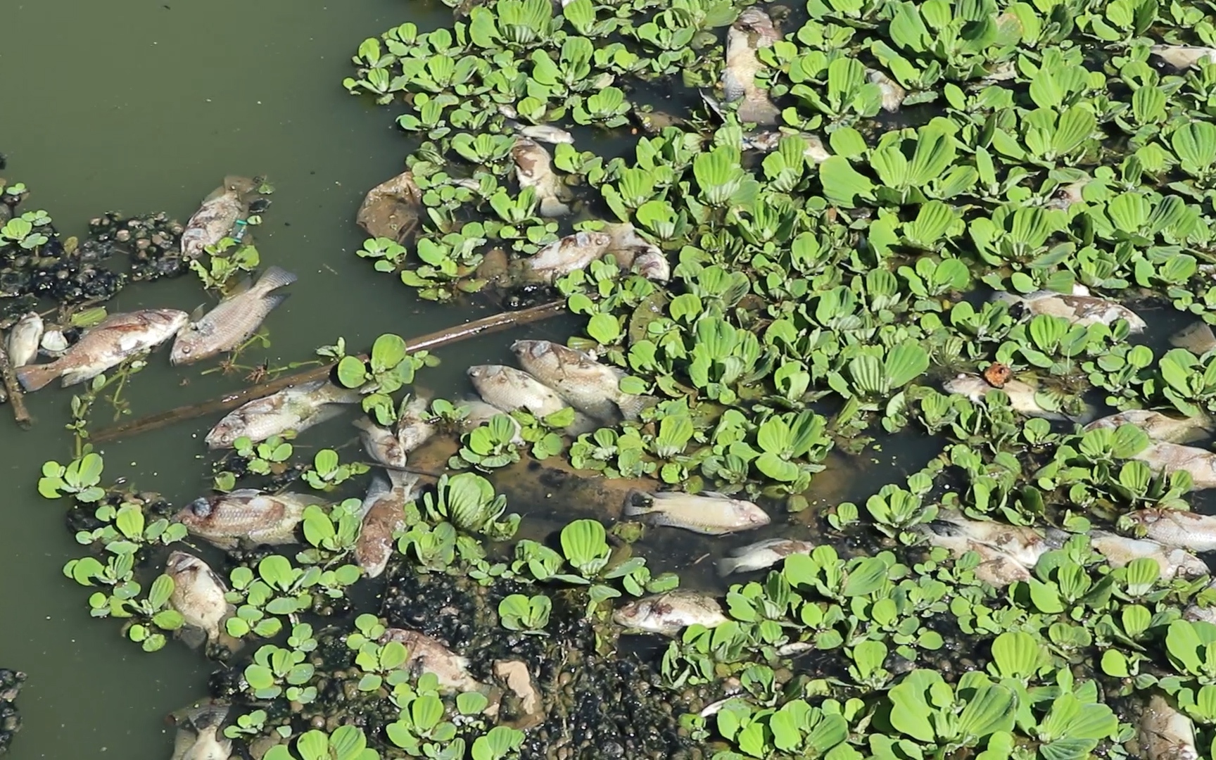 Video: Cận cảnh tình trạng ô nhiễm nghiêm trọng, cá chết la liệt tại các hồ lắng quanh hồ Xuân Hương ở Đà Lạt