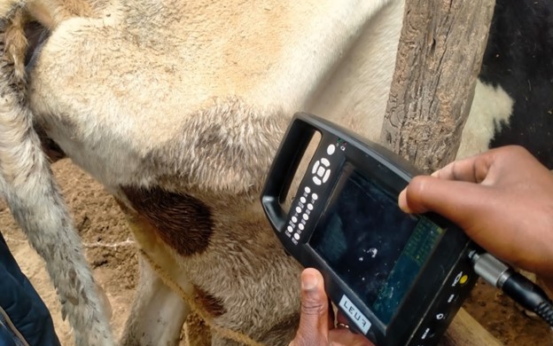 Video: Ứng dụng đặc biệt giúp người nông dân Kenya tăng đáng kể sản lượng sữa bò