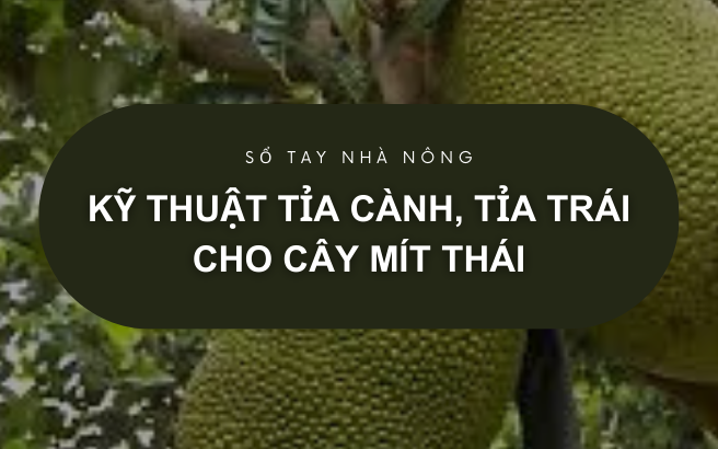SỔ TAY NHÀ NÔNG: Kỹ thuật tỉa cành, tỉa trái cho cây mít Thái