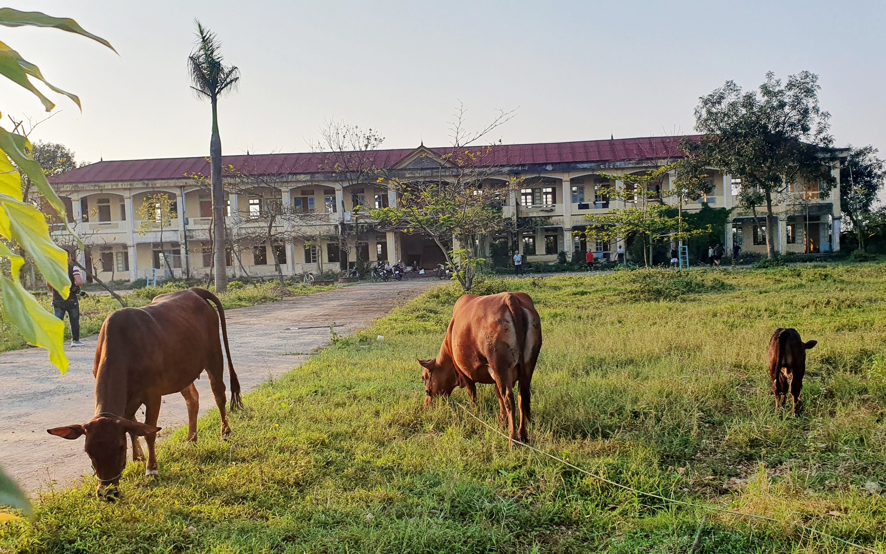 Nhiều trụ sở, trường học khang trang giá trị hàng tỷ đồng bỏ hoang, thành nơi chăn thả trâu bò ở Hà Tĩnh