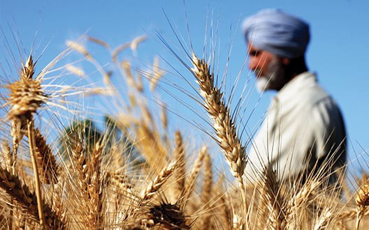 Video: Trí tuệ nhân tạo đang chuyển đổi nền nông nghiệp Ấn Độ như thế nào? 