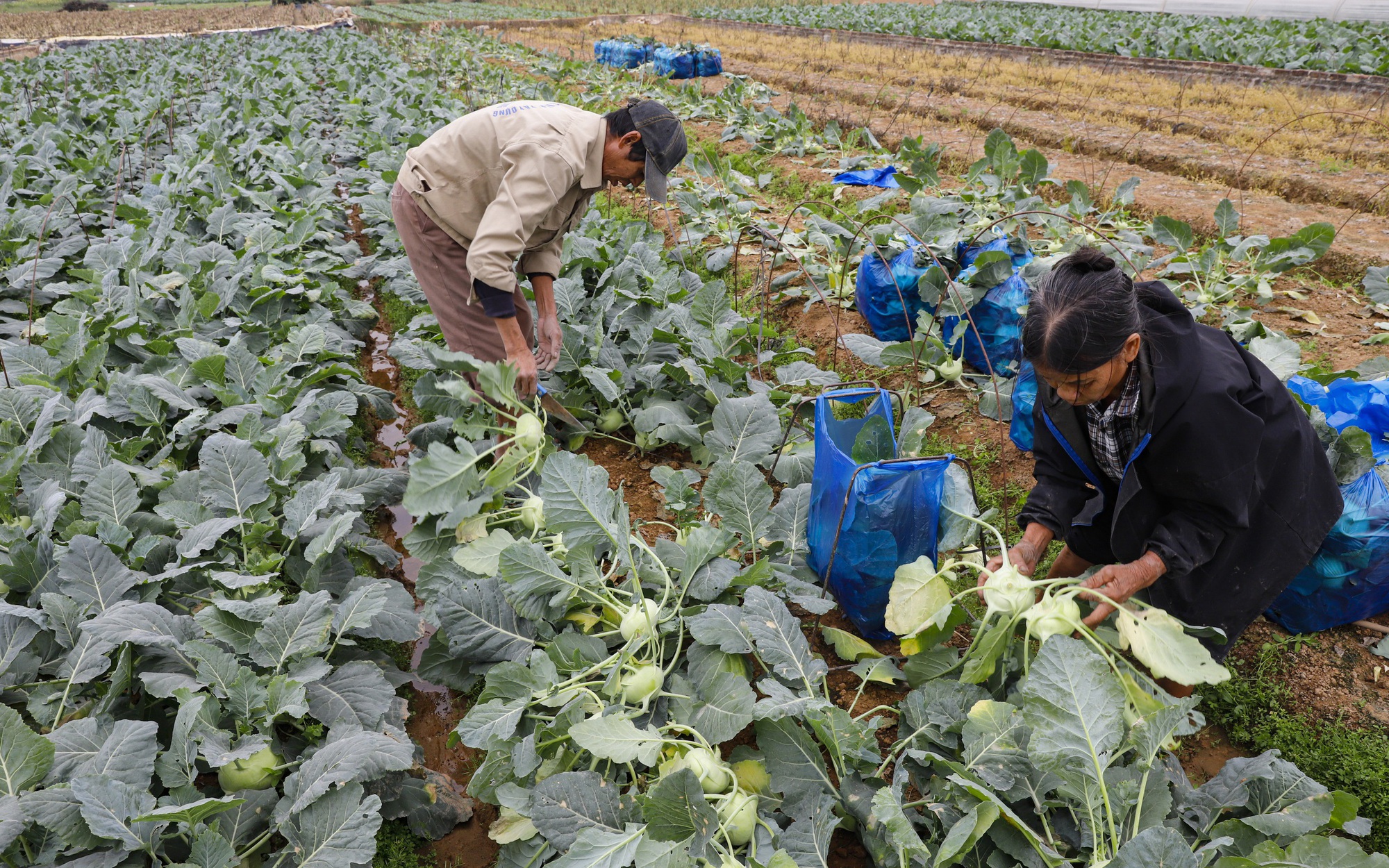 Giá rau củ tăng 40%, nông dân Hà Nội phấn khởi bám đồng thu hoạch
