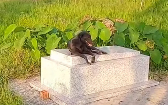 Clip nóng hôm nay: Cậu chủ qua đời đã 3 năm, chú chó trung thành vẫn ở cạnh mộ không rời nửa bước