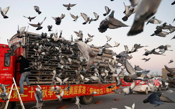 Ảnh: Thú đua chim bồ câu tốn kém tại Trung Quốc