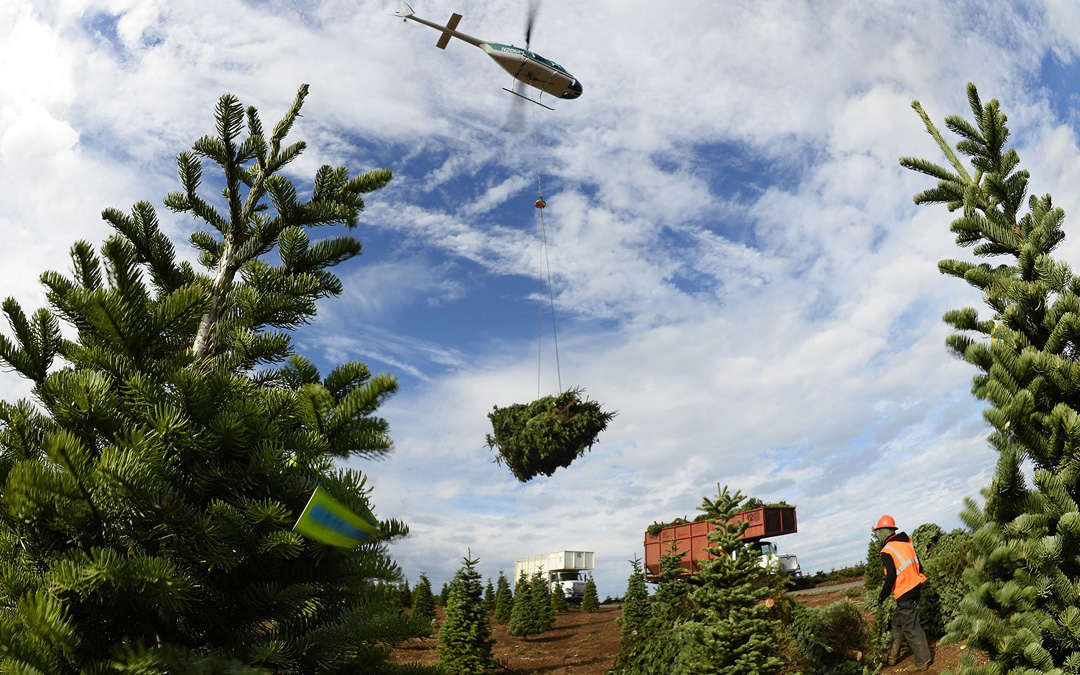 Thu hoạch hàng triệu cây thông Giáng sinh chỉ nhờ... trực thăng