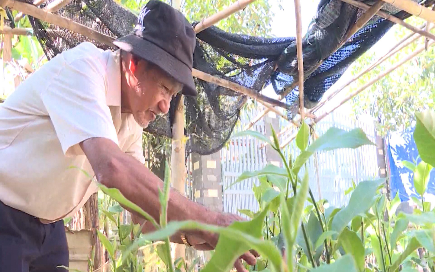 Đồng Nai: Lão nông thành công với mô hình vườn ao chuồng (VAC)