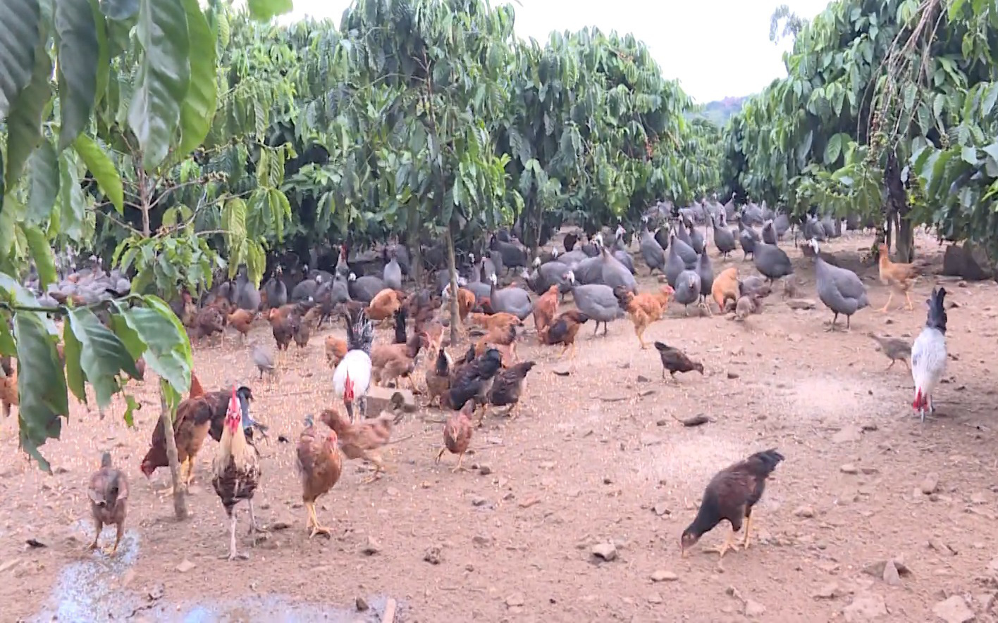 Nông dân Lâm Đồng nuôi gà sao đặc sản dưới tán cà phê