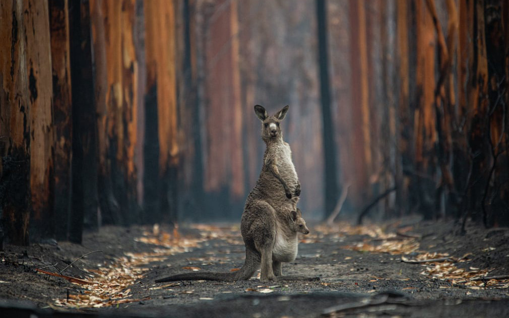 Hai mẹ con kangaroo sống sót sau vụ cháy lọt top ảnh thiên nhiên đẹp nhất năm 2020