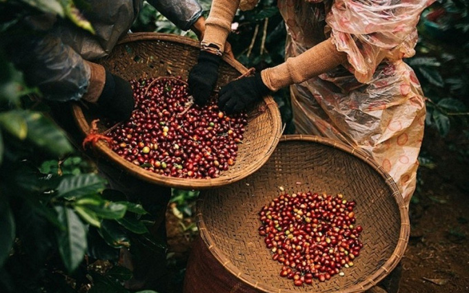 Bản tin giá nông sản ngày 28/12: Giá heo hơi chạm mốc 80.000 đồng/kg, giá cà phê và hồ tiêu tăng nhẹ