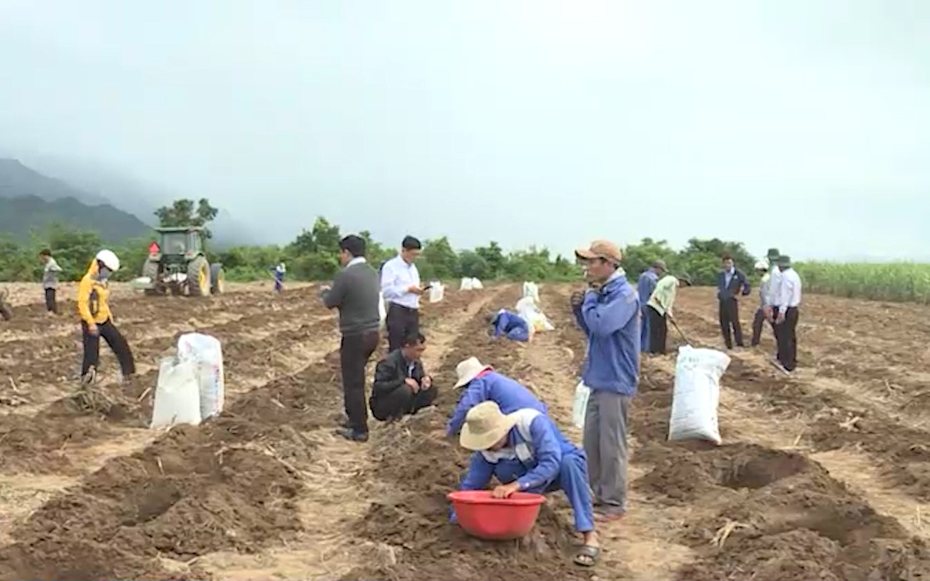 Khánh Hòa: Liên kết với nông dân để phát triển vùng mía nguyên liệu