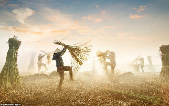 Bức ảnh thu hoạch cói dệt chiếu tại Việt Nam vào top ảnh tốt nhất năm 2020