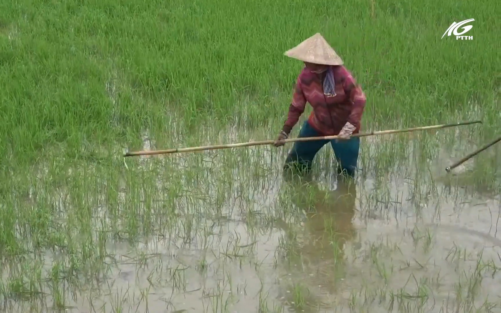 Tình hình sinh vật gây hại trên lúa Đông Xuân 2020 - 2021 ở Kiên Giang