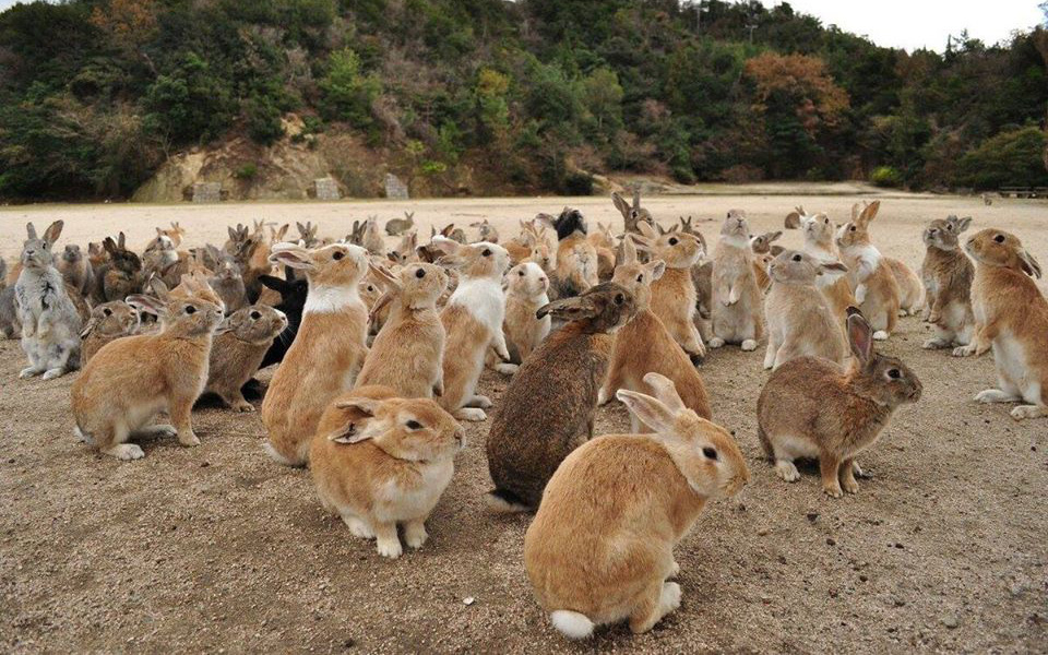 Hòn đảo thỏ dễ thương nhất Nhật Bản cùng những bí mật đen tối đằng sau
