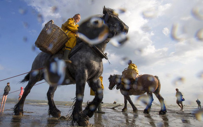 Chống chọi cái rét, ngư dân tại Bỉ sử dụng... ngựa để đánh bắt tôm cá