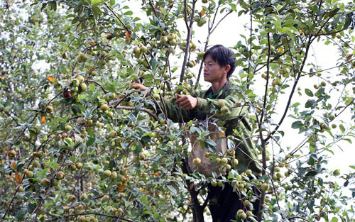 Lợi dụng đất đồi dốc để trồng cây ăn quả, huyện nghèo ở Sơn La vượt khó thành công