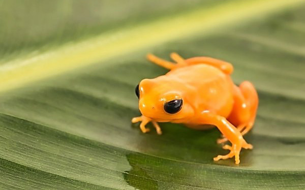 Loài ếch vàng cực độc, chỉ dài 1 inch đang trên bờ vực tuyệt chủng