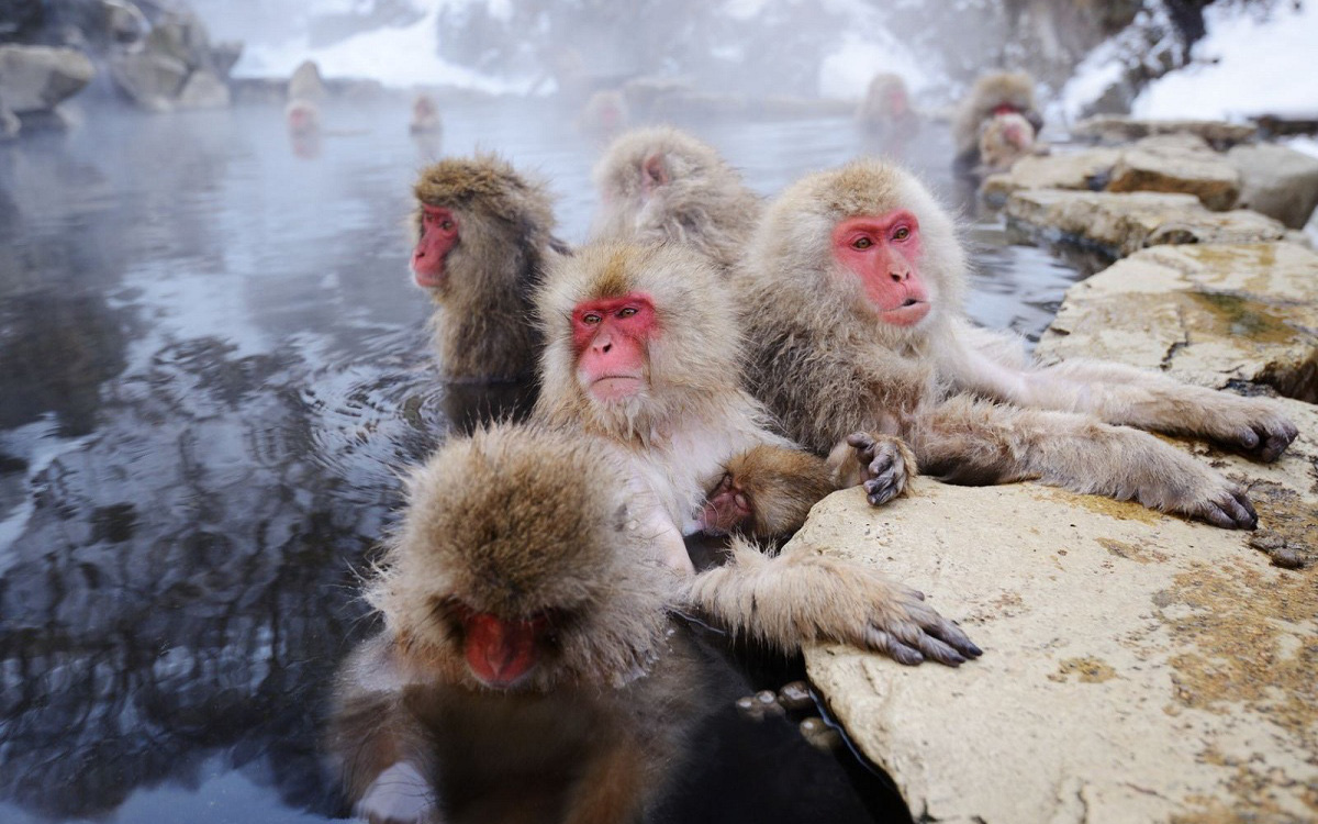 Thiên đường spa tự nhiên dành riêng cho loài khỉ tuyết ở Nhật Bản