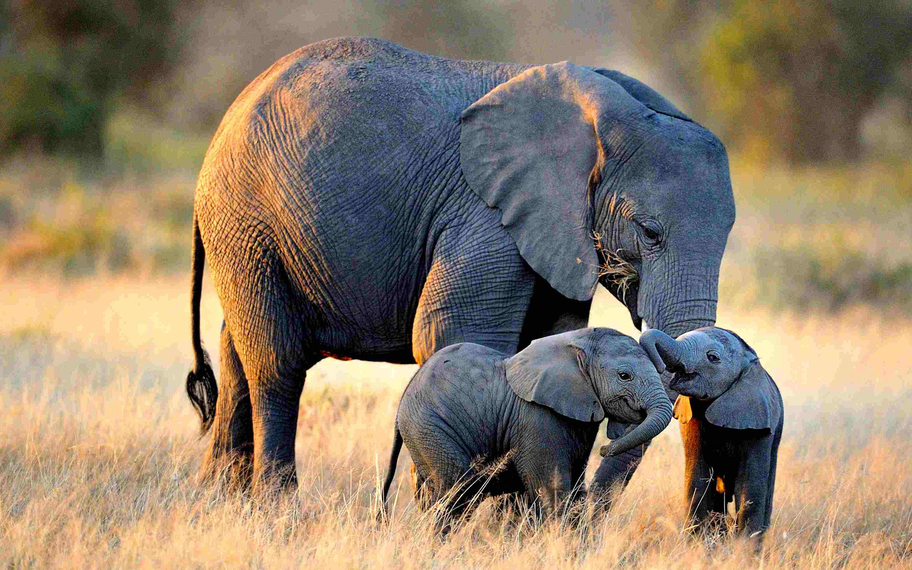 Voi châu Phi đứng trên bờ vực tuyệt chủng do nạn săn bắt trộm