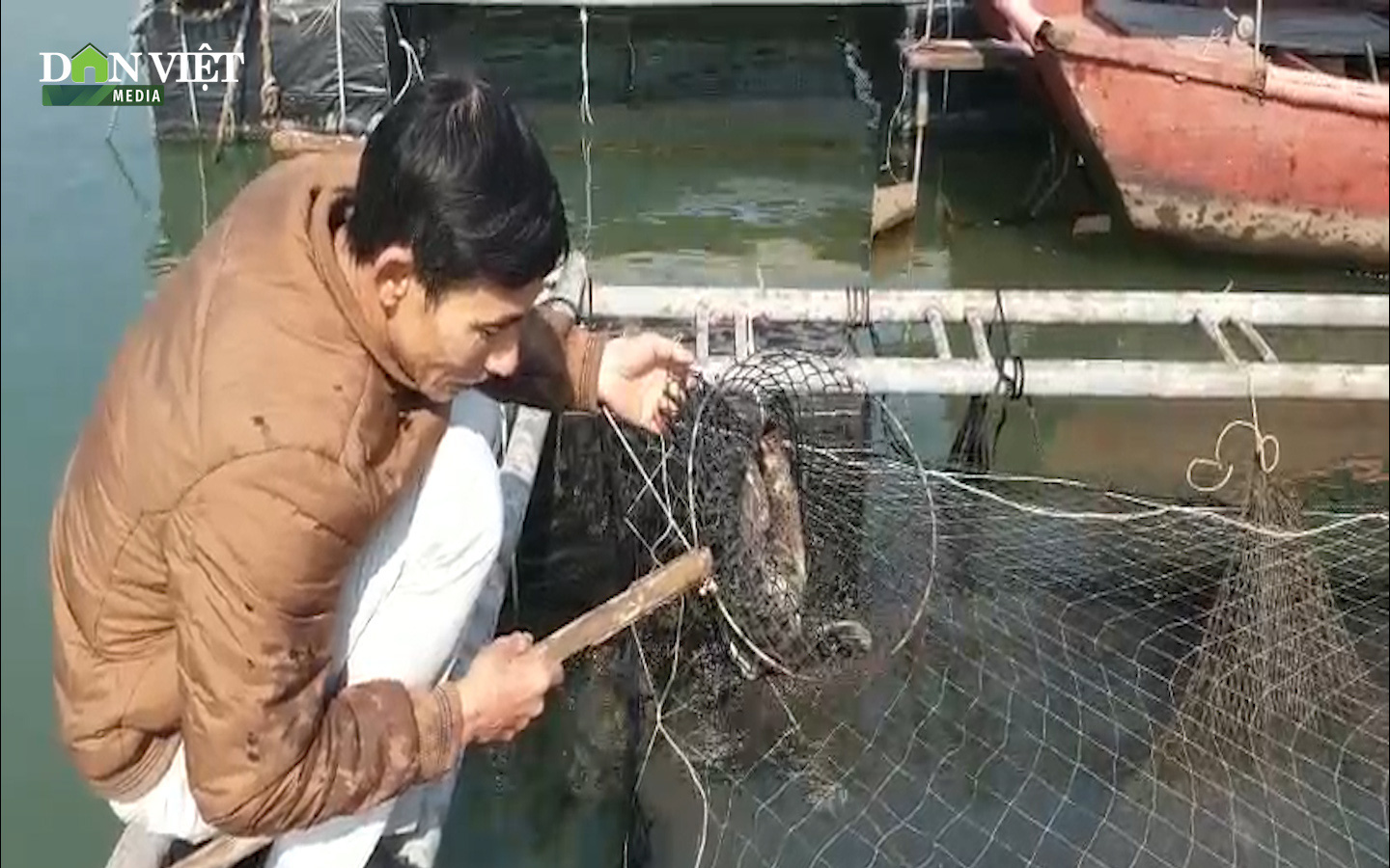 Cá song, cá giò chết nổi trắng mặt nước cả chục tấn, nông dân Quảng Yên lo mất Tết