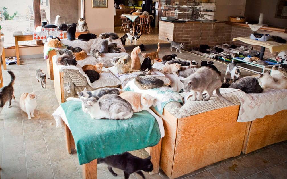Khám phá thiên đường của hàng nghìn chú mèo vô gia cư