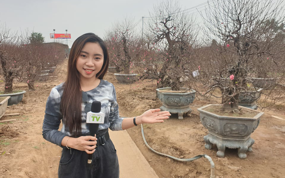 [LIVE] Thăm vườn đào khủng nhất làng Nhật Tân và tìm hiểu cách chăm đào chơi Tết.