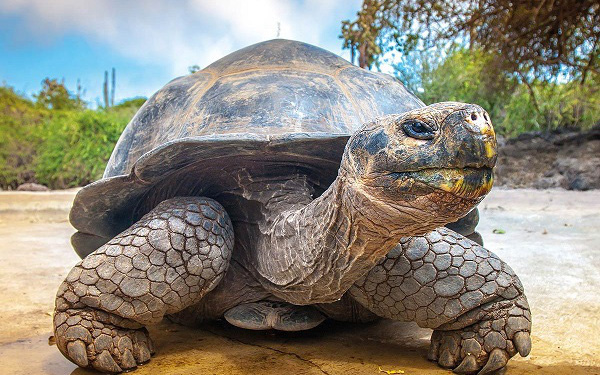 Rùa Galapagos - loài rùa lớn nhất thế giới có thể nhịn ăn trong 1 năm