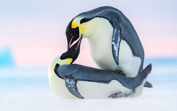 Ảnh: Về Nam Cực, ghé thăm đàn chim cánh cụt hoàng đế 