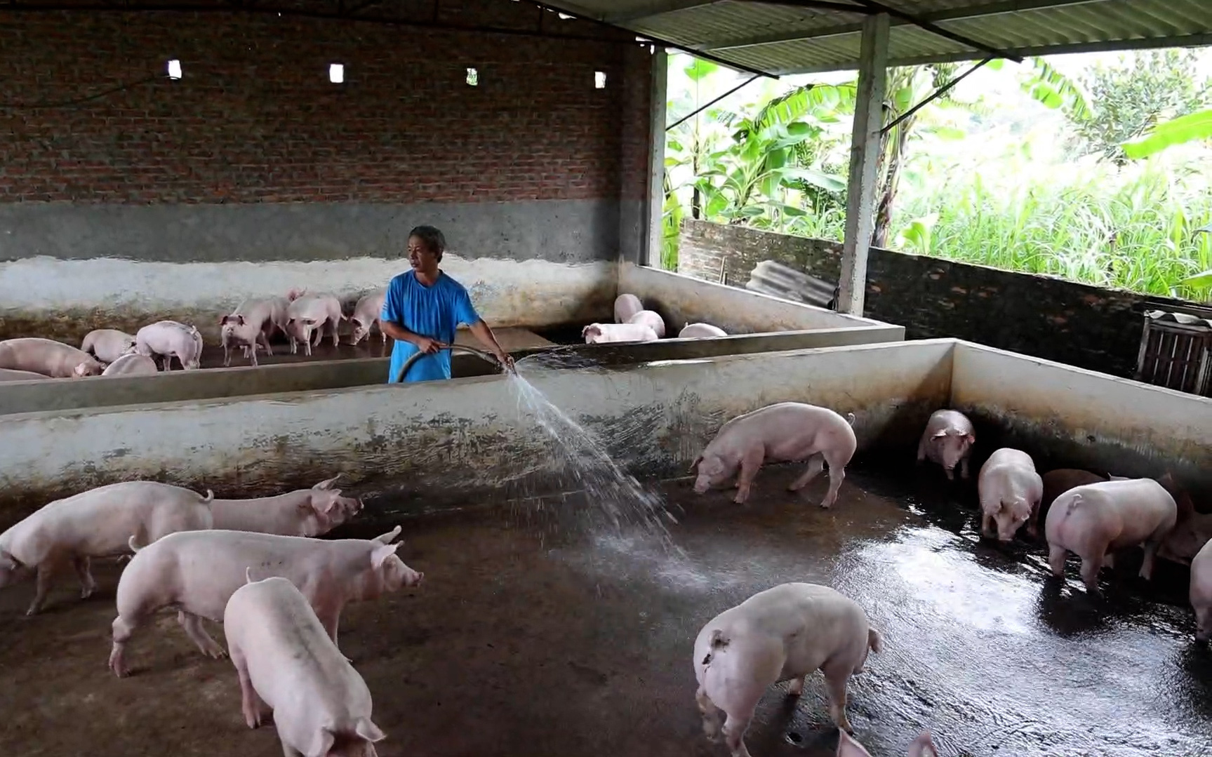Video: Giá lợn hơi giảm mạnh, người chăn nuôi nhỏ lẻ thua lỗ e ngại tái đàn