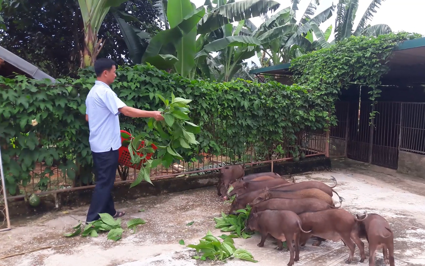 Hà Tĩnh: Cho lợn rừng ăn thảo dược, thịt lợn thơm ngon, anh nông dân thu lời lớn