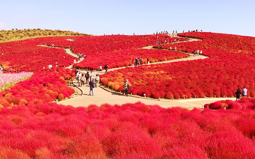 Video: Mê mẩn những thảm cỏ Kochia có khả năng tự đổi màu theo mùa ở Nhật Bản
