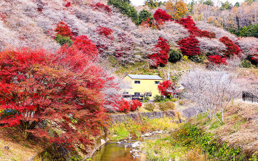 Video: Chiêm ngưỡng hoa đào nở trái mùa cực đẹp ở Obara, Nhật Bản