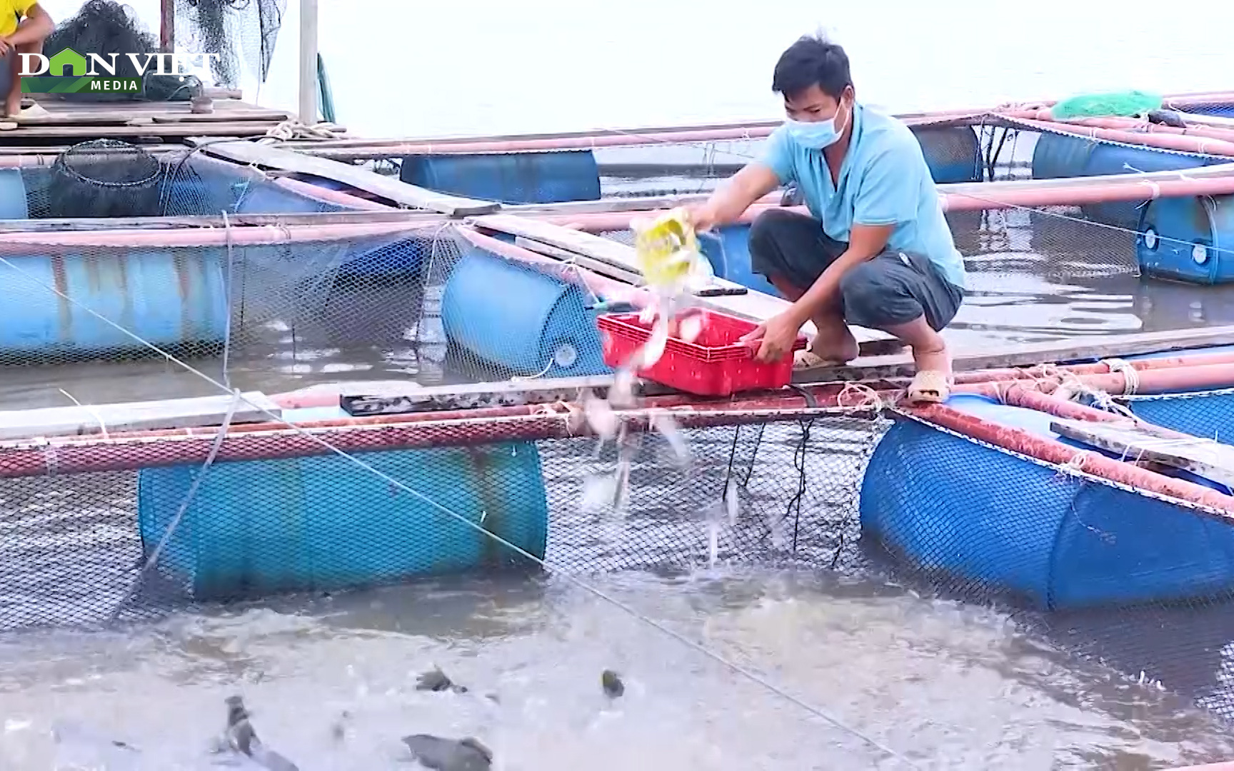 Nghệ An: Còn hàng trăm tấn cá lồng bè ứ đọng, nông dân “buồn thối ruột gan”