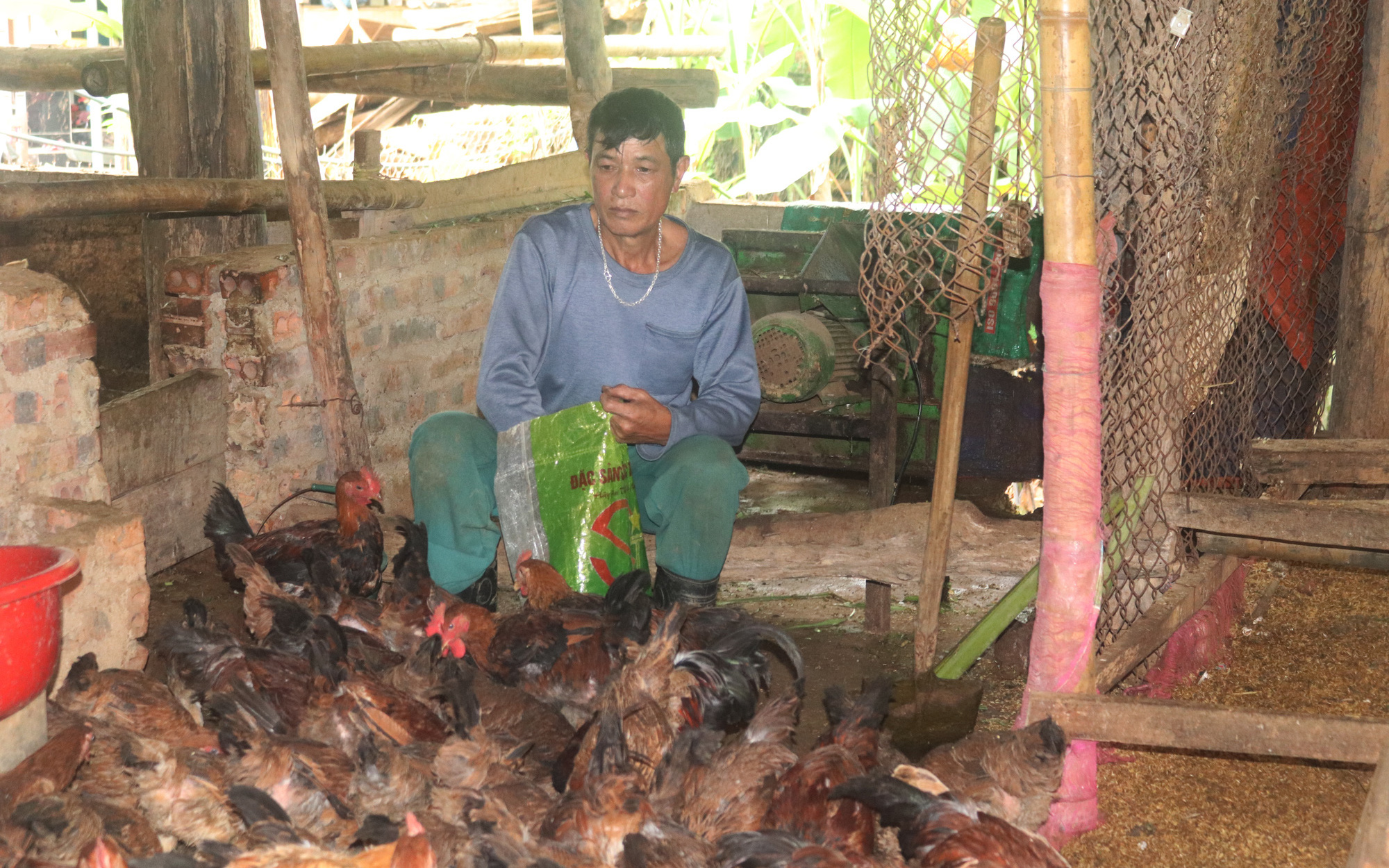 Hiệu quả mô hình “Sản xuất rau kết hợp nuôi gà thịt an toàn sinh học”
